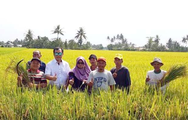 Panen Padi di Serdang Bedagai meski di tengah Masa Paceklik